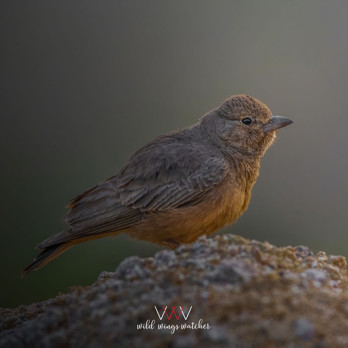 Rufous tailed Lark lookout 001